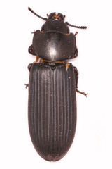 Trogossitidae