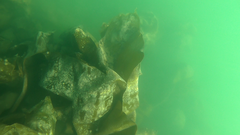Aeodes orbitosa