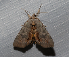 Catocala grynea