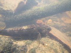 Gobiomorphus huttoni