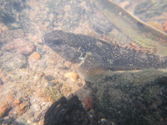 Gobiomorphus huttoni