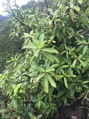 Kadua