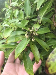 Kadua
