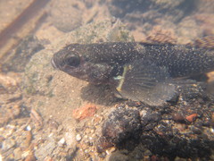 Gobiomorphus huttoni