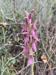 Anacamptis sancta