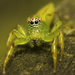 Green Jumping Spiders - Photo (c) tjeales, some rights reserved (CC BY-SA), uploaded by tjeales