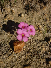 Oxalis eckloniana