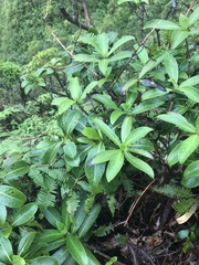 Psychotria mariniana