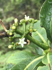 Psychotria mariniana