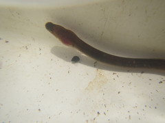 Anguilla australis