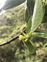 Wikstroemia oahuensis