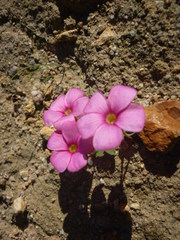 Oxalis eckloniana