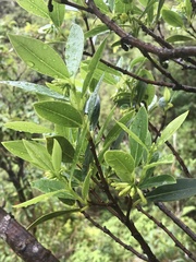 Wikstroemia oahuensis