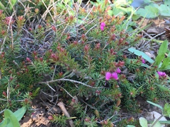 Erica carnea