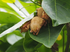 Myotis formosus flavus