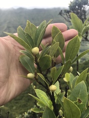 Wikstroemia oahuensis