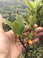 Wikstroemia oahuensis