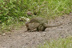 Urva auropunctata