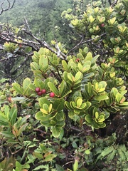 Syzygium sandwicense