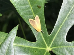 Symmetrodes sciocosma