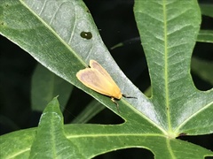 Symmetrodes sciocosma