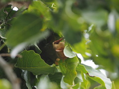 Myotis formosus flavus