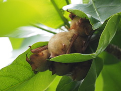 Myotis formosus flavus