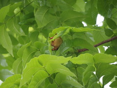 Myotis formosus flavus