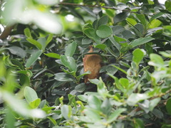 Myotis formosus flavus