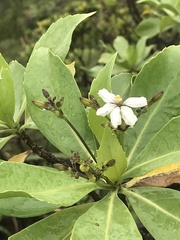Scaevola gaudichaudiana