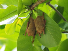 Myotis formosus flavus