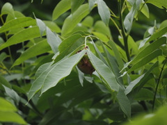 Myotis formosus flavus