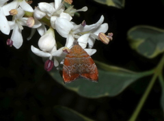 Choreutis achyrodes