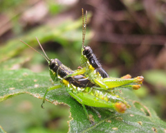 Liebermannacris dorsualis