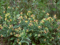 Chamaecytisus supinus