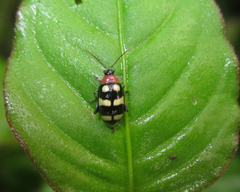 Phenrica austriaca