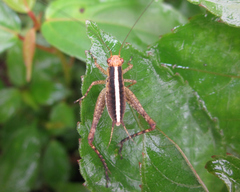 Eneoptera surinamensis