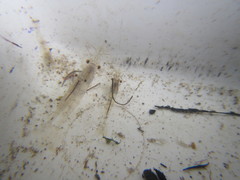 Paratya curvirostris