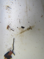 Paratya curvirostris