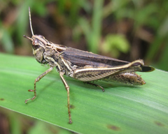 Orphulella concinnula
