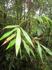 Guadua angustifolia