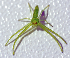 Cetratus
