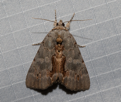Catocala grynea