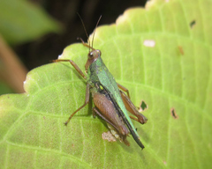 Scaria hamata