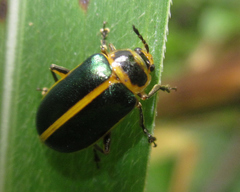 Cacoscelis marginata