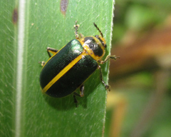 Cacoscelis marginata
