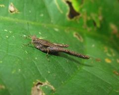 Stenodorsus extenuatus