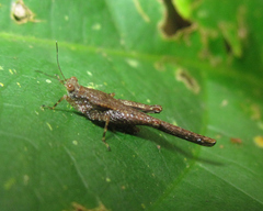 Stenodorsus extenuatus