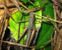 Maculiparia curtipennis