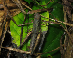 Maculiparia curtipennis